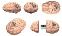 Memoria USB en PVC 3D diseño Cerebro